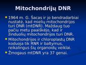 Mitochondrijos 13 puslapis