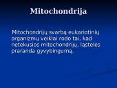 Mitochondrijos 3 puslapis