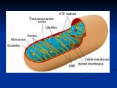 Mitochondrijos 4 puslapis