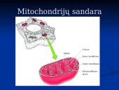 Mitochondrijos 6 puslapis