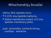 Mitochondrijos 7 puslapis