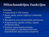 Mitochondrijos 8 puslapis