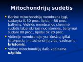Mitochondrijos 10 puslapis
