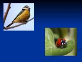 Populiacijų tipai 5 puslapis