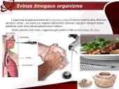 Švino pažinimas 4 puslapis