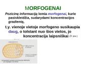 Vystymosi genetika 11 puslapis