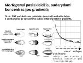 Vystymosi genetika 12 puslapis