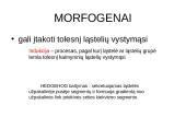 Vystymosi genetika 13 puslapis