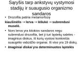 Vystymosi genetika 14 puslapis