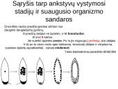 Vystymosi genetika 15 puslapis