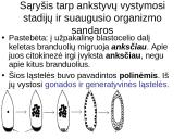 Vystymosi genetika 16 puslapis