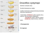 Vystymosi genetika 17 puslapis