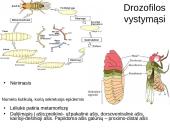 Vystymosi genetika 18 puslapis