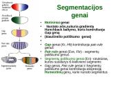 Vystymosi genetika 20 puslapis