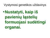 Vystymosi genetika 5 puslapis