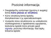 Vystymosi genetika 7 puslapis