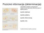 Vystymosi genetika 8 puslapis