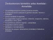 Žieduotosios kirmelės 2 puslapis