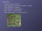 Žieduotosios kirmelės 15 puslapis