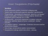 Žieduotosios kirmelės 4 puslapis