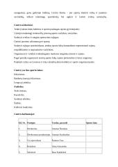 Futbolo klubas "Vėtra" 2 puslapis