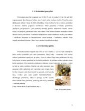 Pakvietimai ir svečių kortelės 3 puslapis