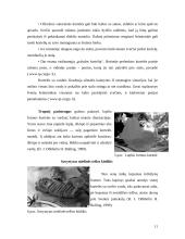 Pakvietimai ir svečių kortelės 9 puslapis