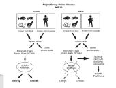 Aminorūgščių apykaitos genetiniai sutrikimai 14 puslapis