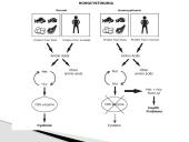 Aminorūgščių apykaitos genetiniai sutrikimai 20 puslapis