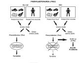 Aminorūgščių apykaitos genetiniai sutrikimai 8 puslapis
