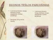 Duonos raugo gamybos proceso tyrimas ir duonos kepimas su mielėmis ir be jų 17 puslapis