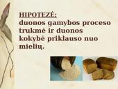 Duonos raugo gamybos proceso tyrimas ir duonos kepimas su mielėmis ir be jų 4 puslapis