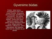 Pankų ﻿subkultūra 13 puslapis