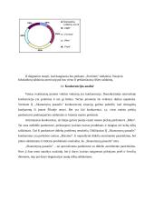 Verslo planas: saldainių parduotuvė IĮ "Skanumynų pasaulis" 9 puslapis