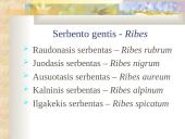 Agrastinių šeima. Serbento gentis