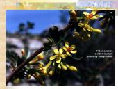 Agrastinių šeima. Serbento gentis 10 puslapis