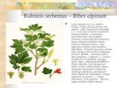 Agrastinių šeima. Serbento gentis 11 puslapis