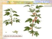 Agrastinių šeima. Serbento gentis 12 puslapis