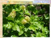 Agrastinių šeima. Serbento gentis 13 puslapis