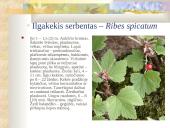 Agrastinių šeima. Serbento gentis 14 puslapis