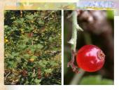 Agrastinių šeima. Serbento gentis 15 puslapis