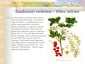 Agrastinių šeima. Serbento gentis 2 puslapis