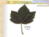 Agrastinių šeima. Serbento gentis 3 puslapis