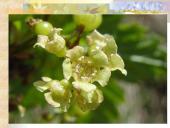 Agrastinių šeima. Serbento gentis 4 puslapis