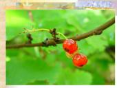 Agrastinių šeima. Serbento gentis 5 puslapis