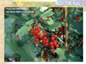 Agrastinių šeima. Serbento gentis 6 puslapis