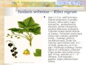 Agrastinių šeima. Serbento gentis 7 puslapis