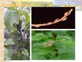 Agrastinių šeima. Serbento gentis 8 puslapis