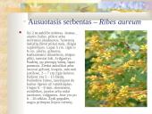 Agrastinių šeima. Serbento gentis 9 puslapis