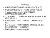 Griaučių sistema (systema skeletale) 11 puslapis